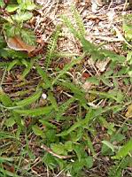 Achillee millefeuille (1) (Photo F. Mrugala)